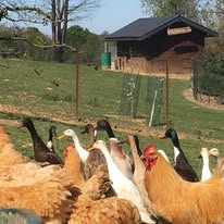 Enfants interagissant avec les animaux de la ferme